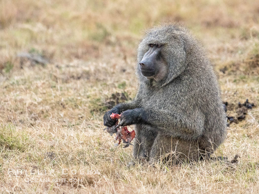 Olive Baboon Eating Leftovers of a Lion Kill, Mara North Conservancy. Kenya, Papio anubis, natural history stock photograph, photo id 39707