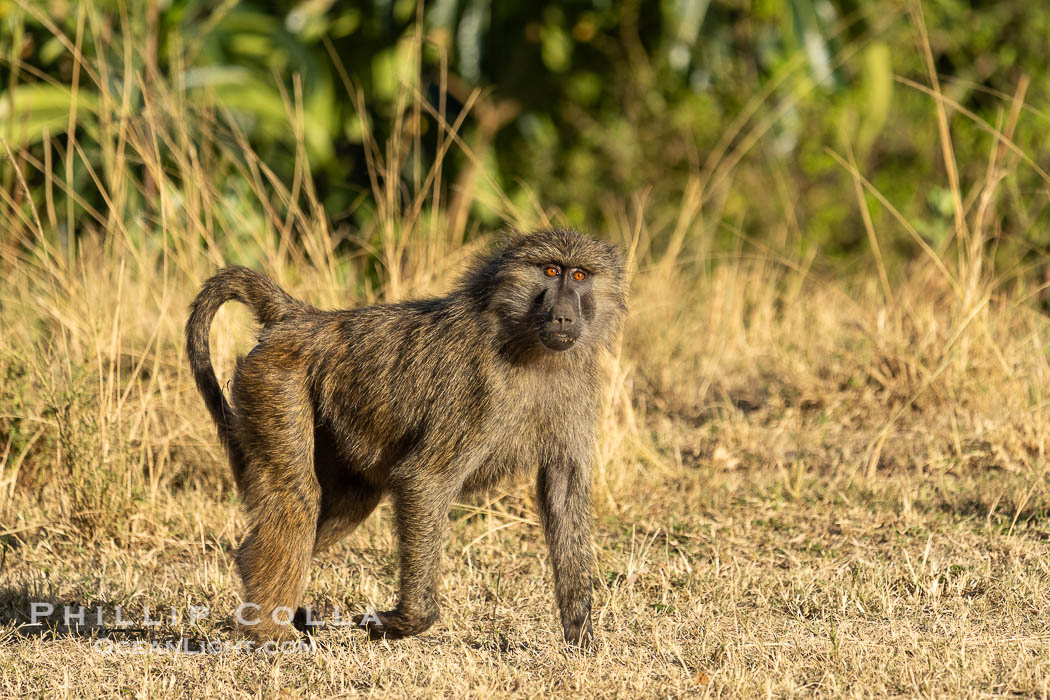 Olive Baboon, Masai Mara, Kenya. Maasai Mara National Reserve, Papio anubis, natural history stock photograph, photo id 39647