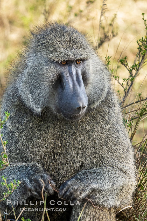 Olive Baboon, Papio anubis, Masai Mara, Kenya. Maasai Mara National Reserve, Papio anubis, natural history stock photograph, photo id 39608