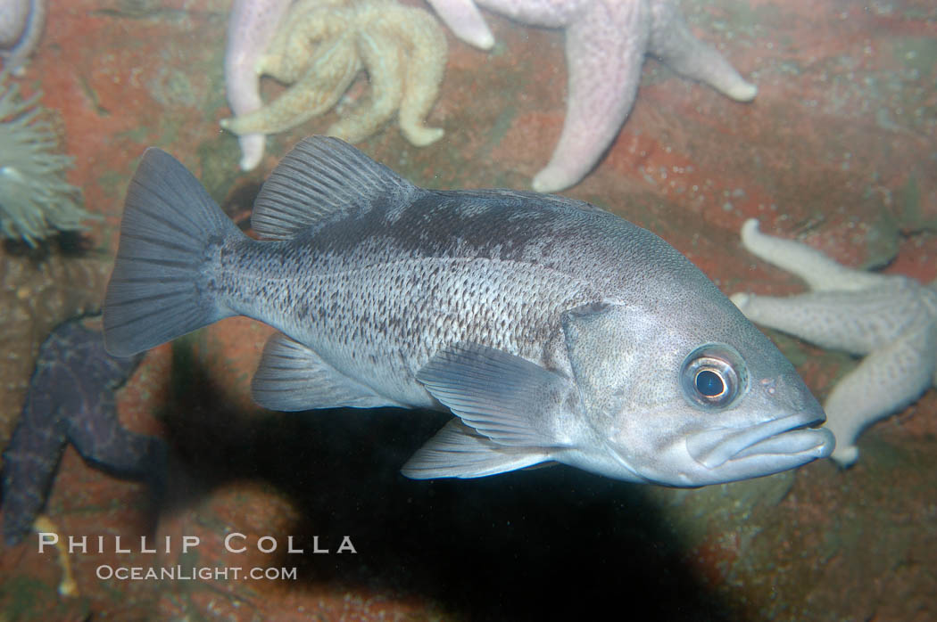 Olive rockfish., Sebastes serranoides, natural history stock photograph, photo id 10276