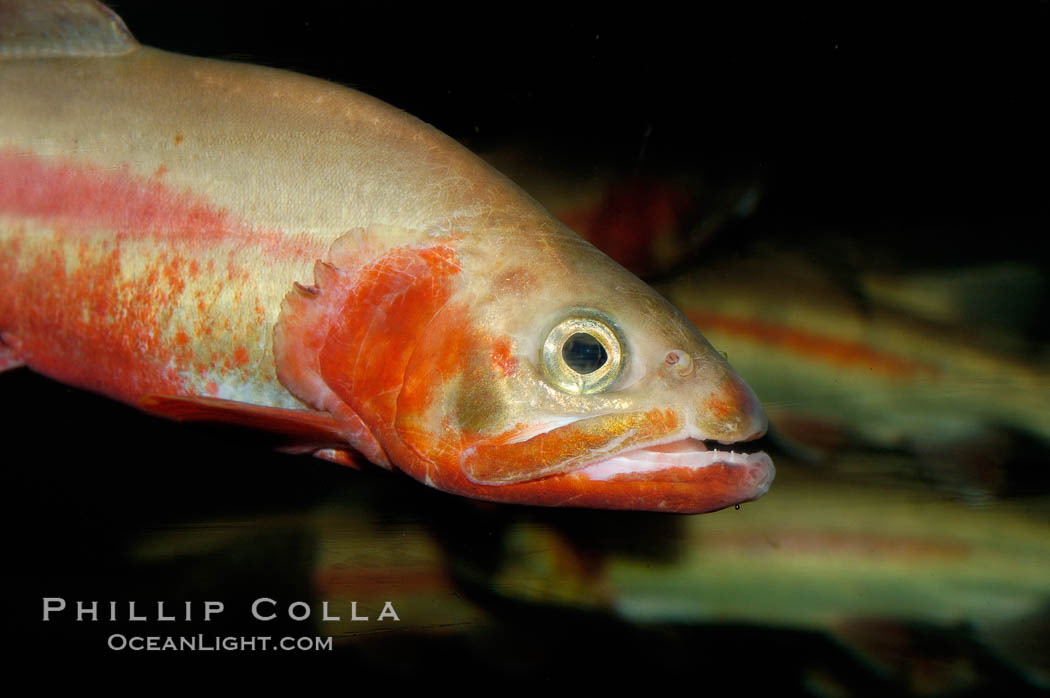 Golden trout., Oncorhynchus aguabonita, natural history stock photograph, photo id 09415