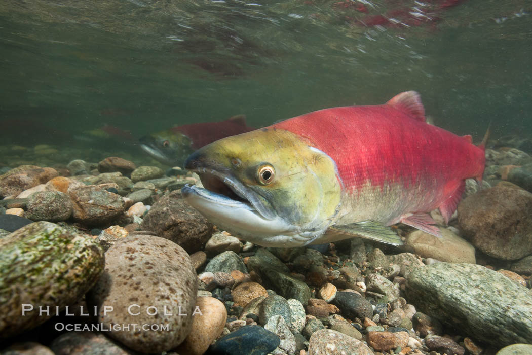 Sockeye salmon, migrating upstream in the Adams River to return to the spot where they were hatched four years earlier, where they will spawn, lay eggs and die. Roderick Haig-Brown Provincial Park, British Columbia, Canada, Oncorhynchus nerka, natural history stock photograph, photo id 26394