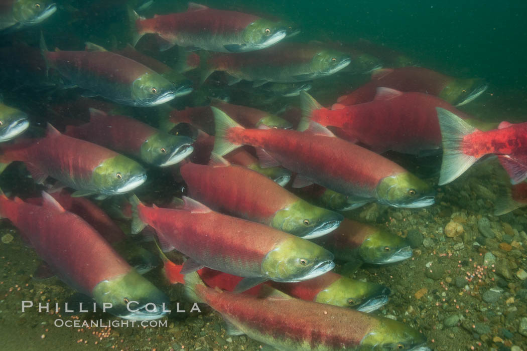 A school of sockeye salmon, swimming up the Adams River to spawn, where they will lay eggs and die. Roderick Haig-Brown Provincial Park, British Columbia, Canada, Oncorhynchus nerka, natural history stock photograph, photo id 26414