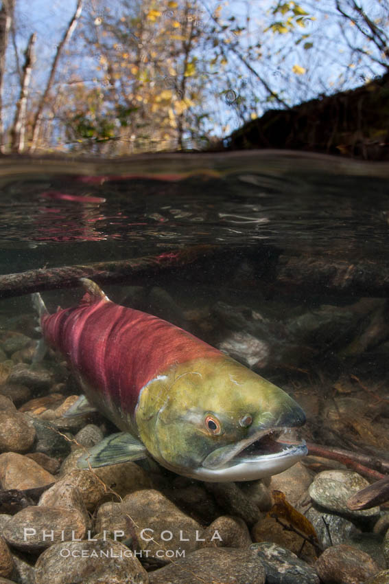 A sockeye salmon swims in the shallows of the Adams River, with the surrounding forest visible in this split-level over-under photograph. Roderick Haig-Brown Provincial Park, British Columbia, Canada, Oncorhynchus nerka, natural history stock photograph, photo id 26156