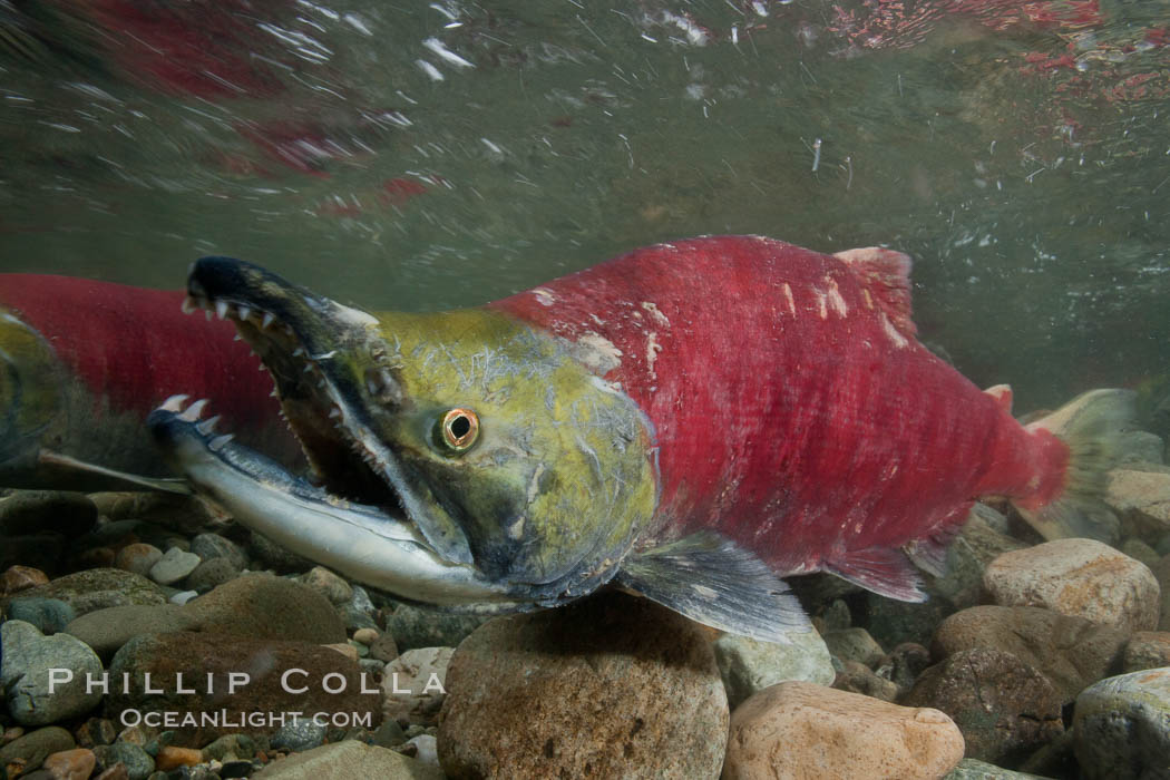 A male sockeye salmon, showing injuries sustained as it migrated hundreds of miles from the ocean up the Fraser River, swims upstream in the Adams River to reach the place where it will fertilize eggs laid by a female in the rocks.  It will die so after spawning. Roderick Haig-Brown Provincial Park, British Columbia, Canada, Oncorhynchus nerka, natural history stock photograph, photo id 26151