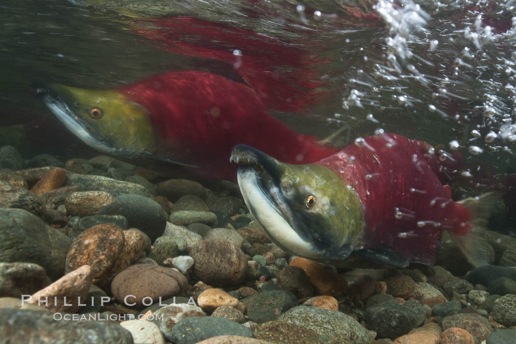 Two male sockeye salmon, swimming together against the current of the Adams River.  After four years of life and two migrations of the Fraser and Adams Rivers, they will soon fertilize a female's eggs and then die. Roderick Haig-Brown Provincial Park, British Columbia, Canada, Oncorhynchus nerka, natural history stock photograph, photo id 26179