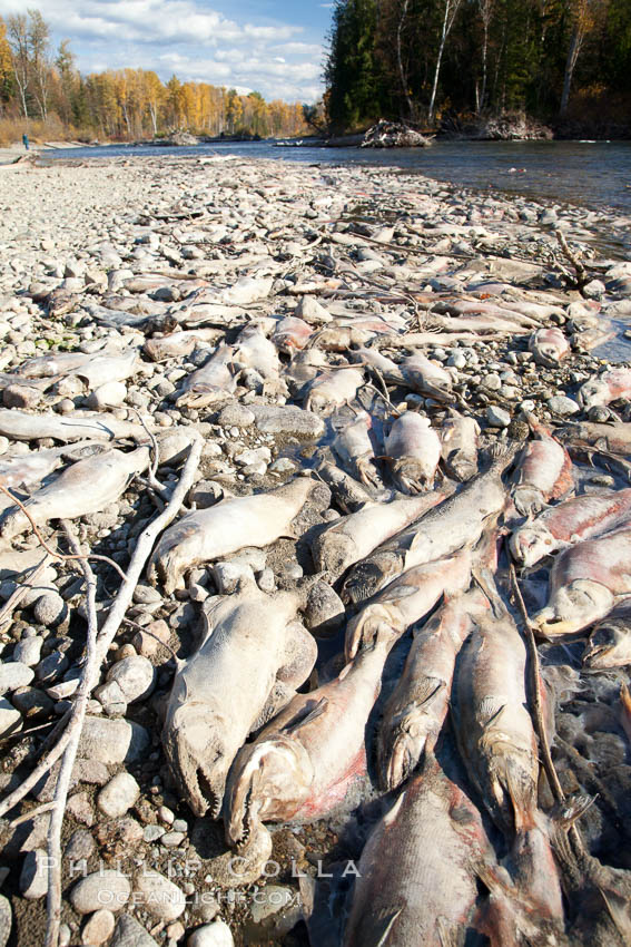Carcasses of dead sockeye salmon, line the edge of the Adams River.  These salmon have already completed their spawning and have died, while other salmon are still swimming upstream and have yet to lay their eggs. Roderick Haig-Brown Provincial Park, British Columbia, Canada, Oncorhynchus nerka, natural history stock photograph, photo id 26183