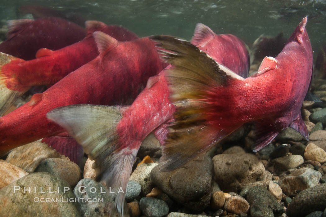 Sockeye salmon, migrating upstream in the Adams River to return to the spot where they were hatched four years earlier, where they will spawn, lay eggs and die. Roderick Haig-Brown Provincial Park, British Columbia, Canada, Oncorhynchus nerka, natural history stock photograph, photo id 26149