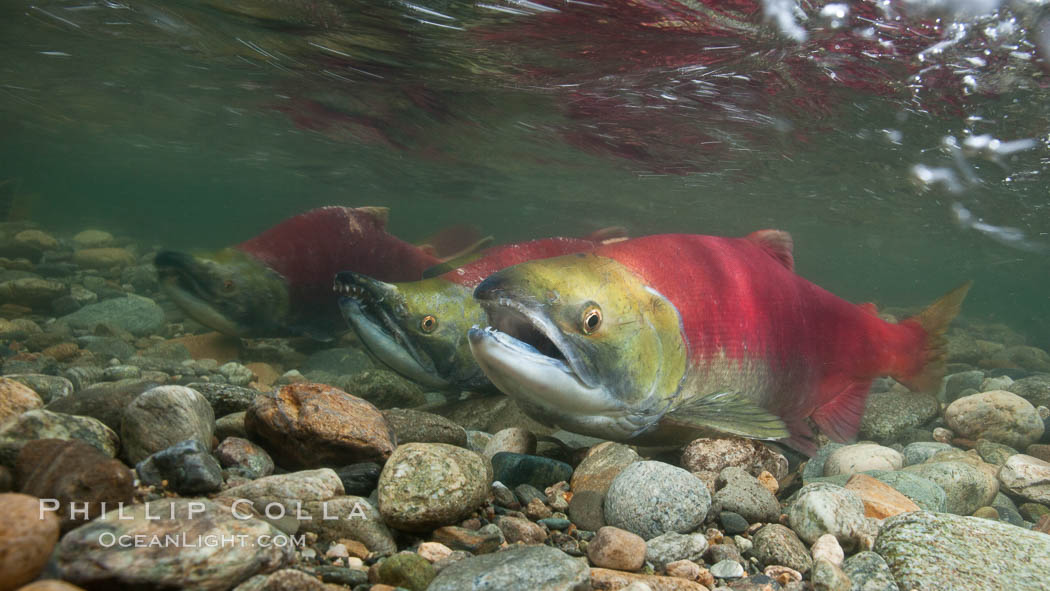 Sockeye salmon, swimming upstream in the shallow waters of the Adams River.  When they reach the place where they hatched from eggs four years earlier, they will spawn and die. Roderick Haig-Brown Provincial Park, British Columbia, Canada, Oncorhynchus nerka, natural history stock photograph, photo id 26169