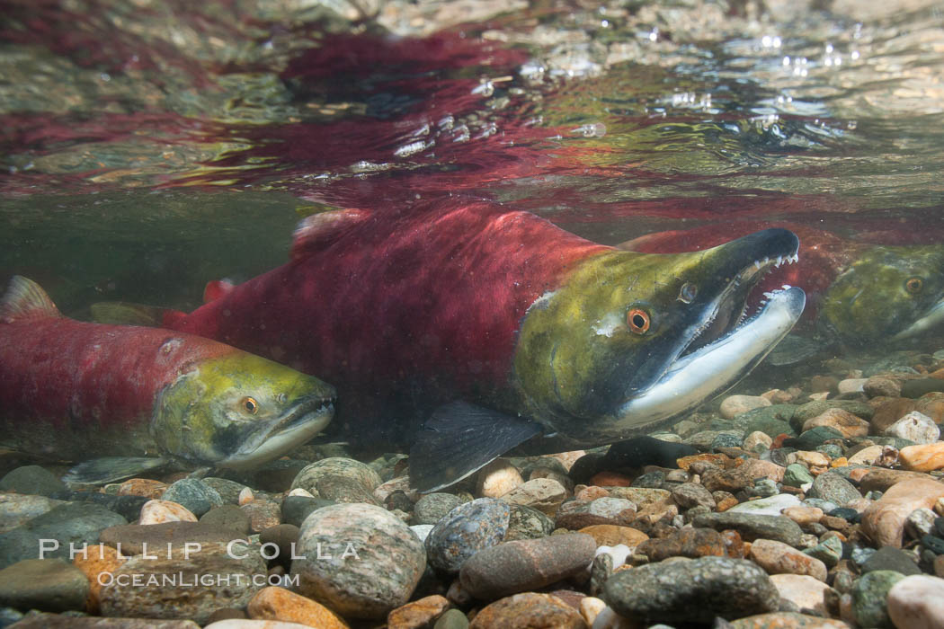 Sockeye salmon, swimming upstream in the shallow waters of the Adams River.  When they reach the place where they hatched from eggs four years earlier, they will spawn and die. Roderick Haig-Brown Provincial Park, British Columbia, Canada, Oncorhynchus nerka, natural history stock photograph, photo id 26173