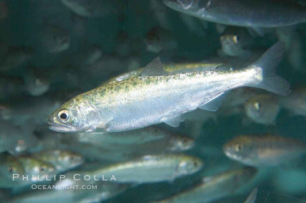 Chinook salmon (or King salmon), juvenile, 1 year old, raised in a tank for eventual release into the wild.  This fish will live to about 5 or 6 years before returning to the stream in which it was hatched to spawn and die., Oncorhynchus tshawytscha, natural history stock photograph, photo id 13687