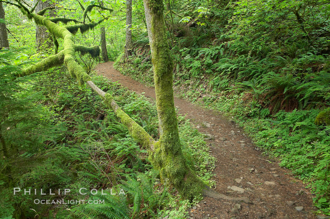 Hiking trails through a temperature rainforest in the lush green Columbia River Gorge. Columbia River Gorge National Scenic Area, Oregon, USA, natural history stock photograph, photo id 19358