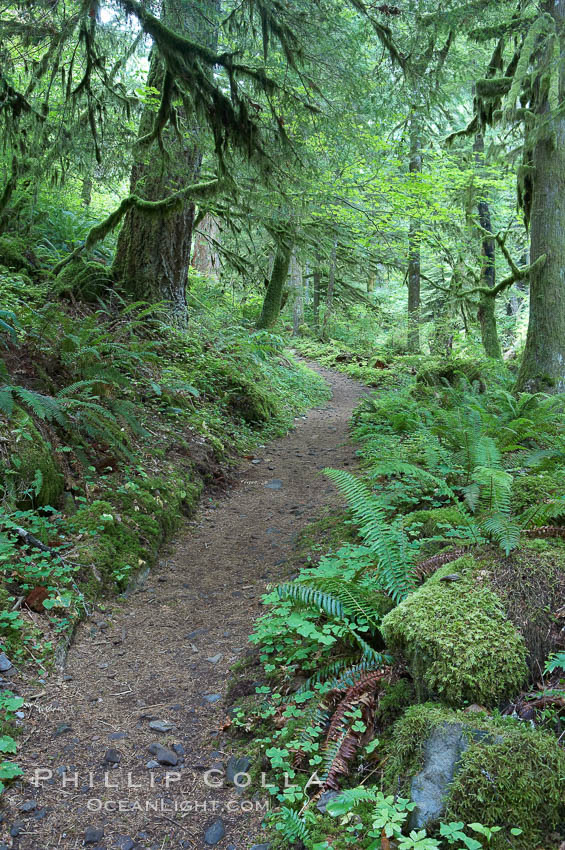 Hiking trails through a temperature rainforest in the lush green Columbia River Gorge. Oneonta Gorge, Columbia River Gorge National Scenic Area, Oregon, USA, natural history stock photograph, photo id 19360