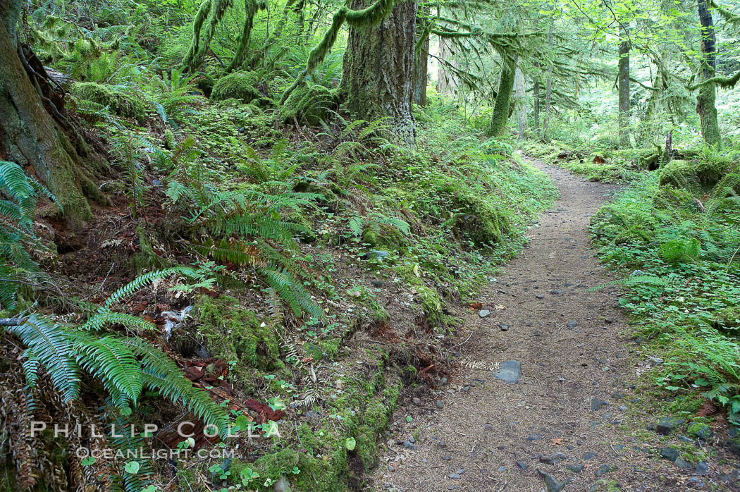 Hiking trails through a temperature rainforest in the lush green Columbia River Gorge. Columbia River Gorge National Scenic Area, Oregon, USA, natural history stock photograph, photo id 19361