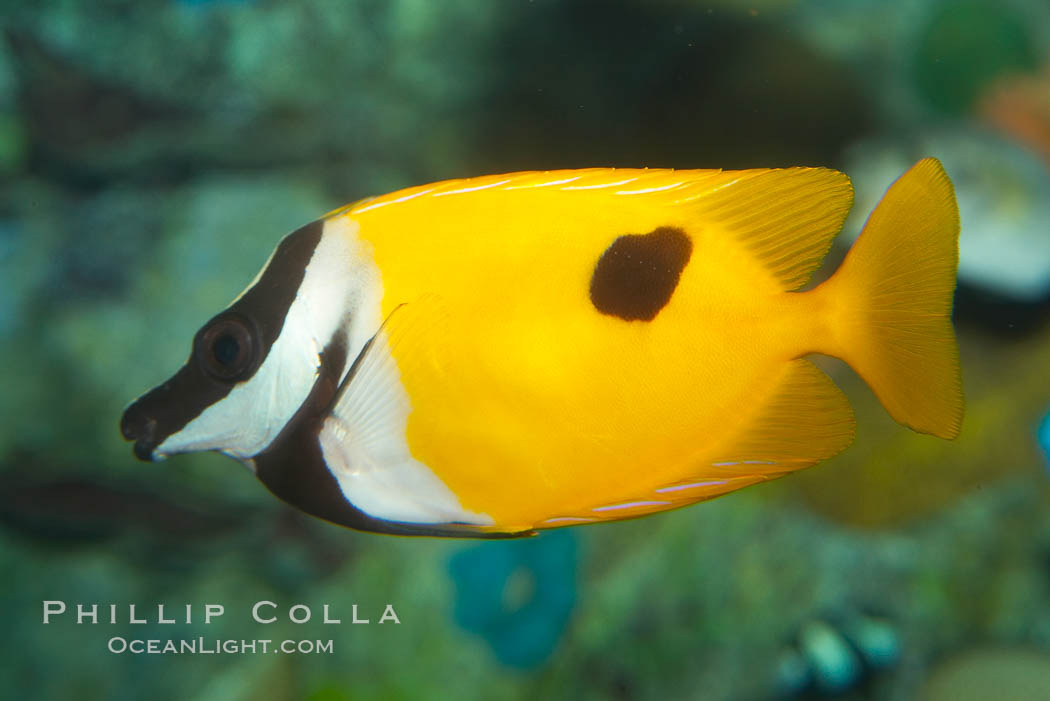 Onespot rabbitfish., Siganus unimaculatus, natural history stock photograph, photo id 12947