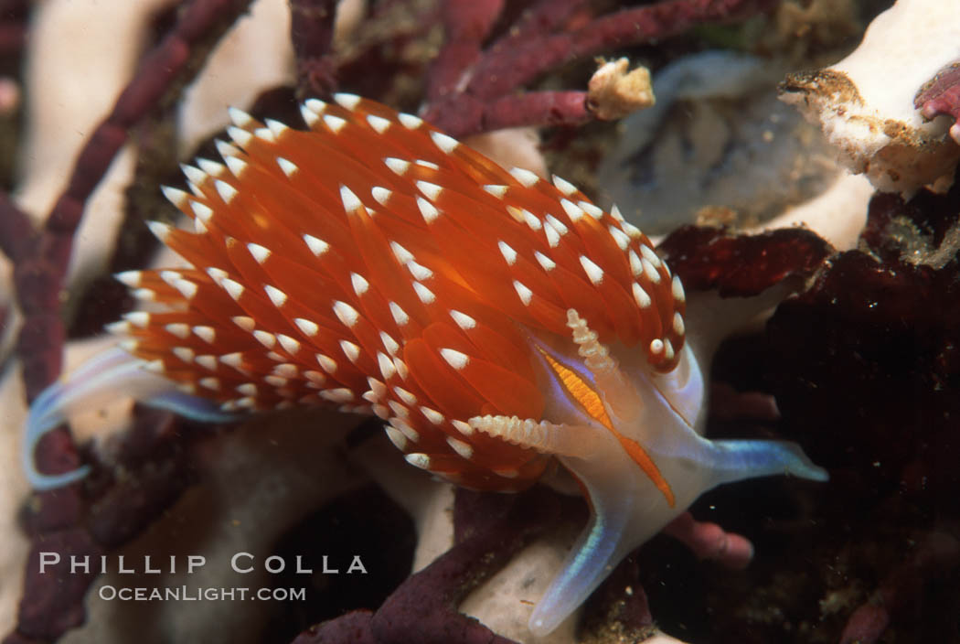 Nudibranch on calcareous coralline algae. Monterey, California, USA, Hermissenda crassicornis, natural history stock photograph, photo id 05284
