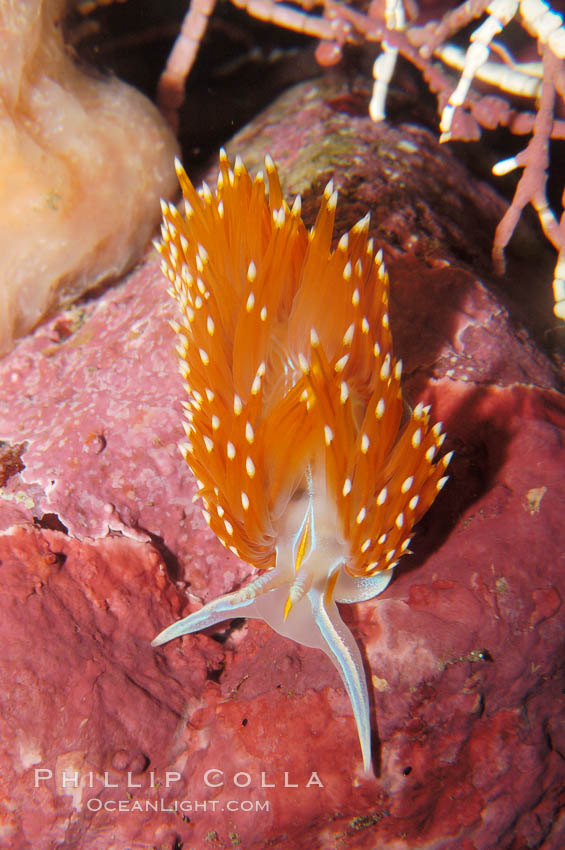 Aeolid nudibranch., Hermissenda crassicornis, natural history stock photograph, photo id 09023
