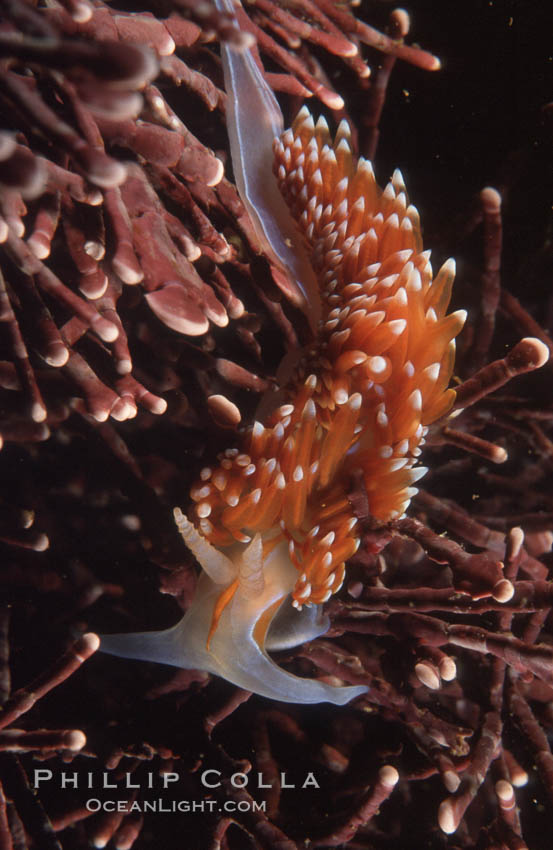 Nudibranch on calcareous coralline algae. Monterey, California, USA, Hermissenda crassicornis, natural history stock photograph, photo id 00641