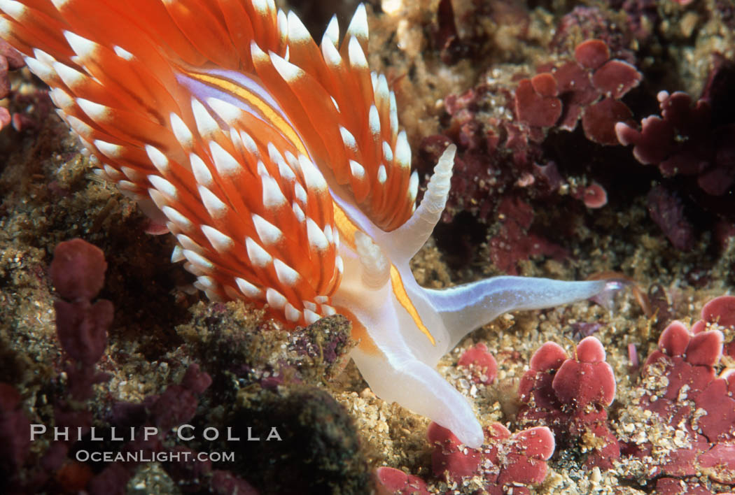 Nudibranch on calcareous coralline algae. Monterey, California, USA, Hermissenda crassicornis, natural history stock photograph, photo id 05285