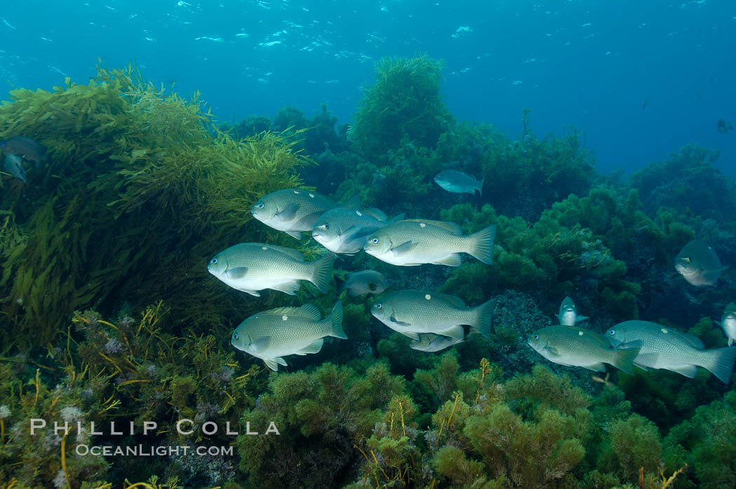 Opaleye perch schooling. Guadalupe Island (Isla Guadalupe), Baja California, Mexico, Girella nigricans, natural history stock photograph, photo id 09603