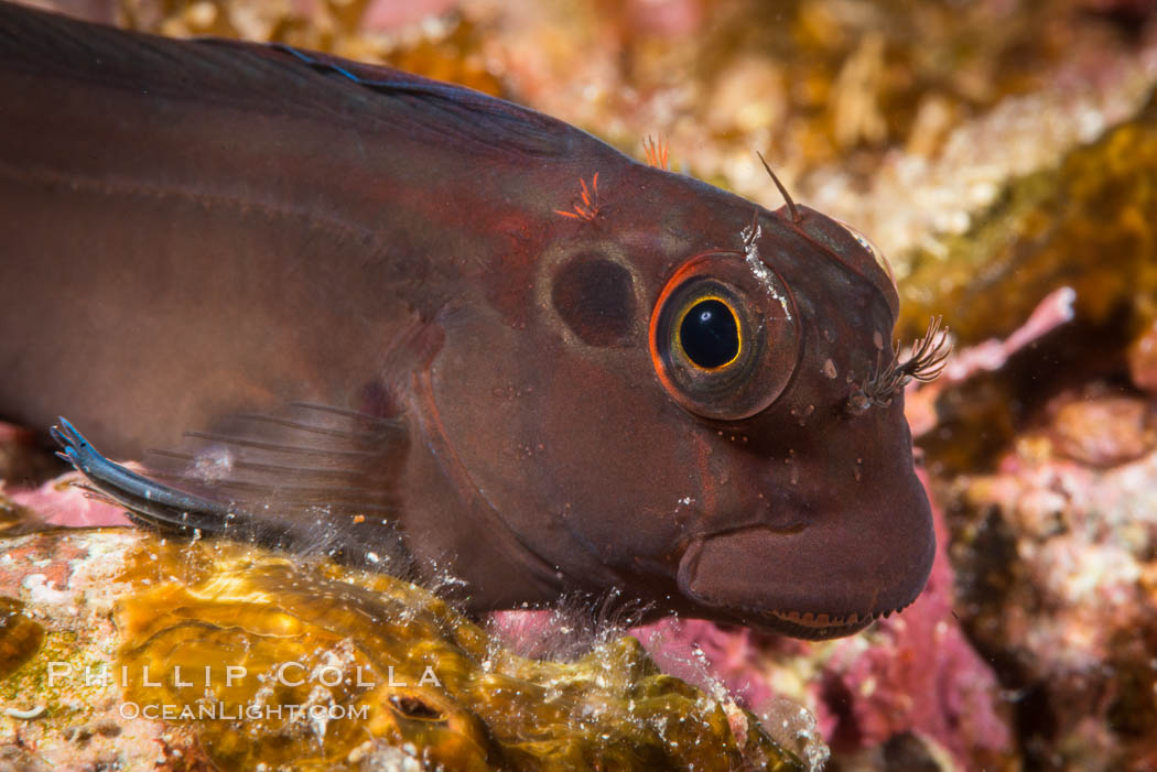 Ophioblennius steindachneri. Panamic Fanged Blenny, Sea of Cortez. Isla Espiritu Santo, Baja California, Mexico, natural history stock photograph, photo id 33787