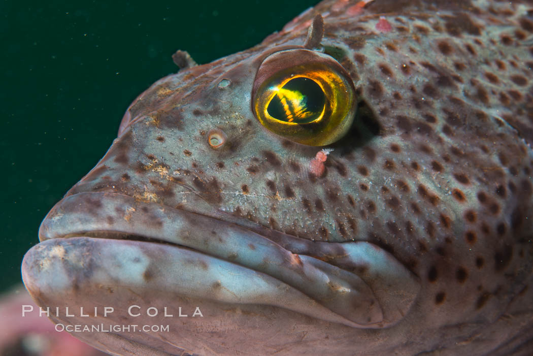 Ophiodon elongatus, Lingcod, Hornby Island, Canada. British Columbia, natural history stock photograph, photo id 32820