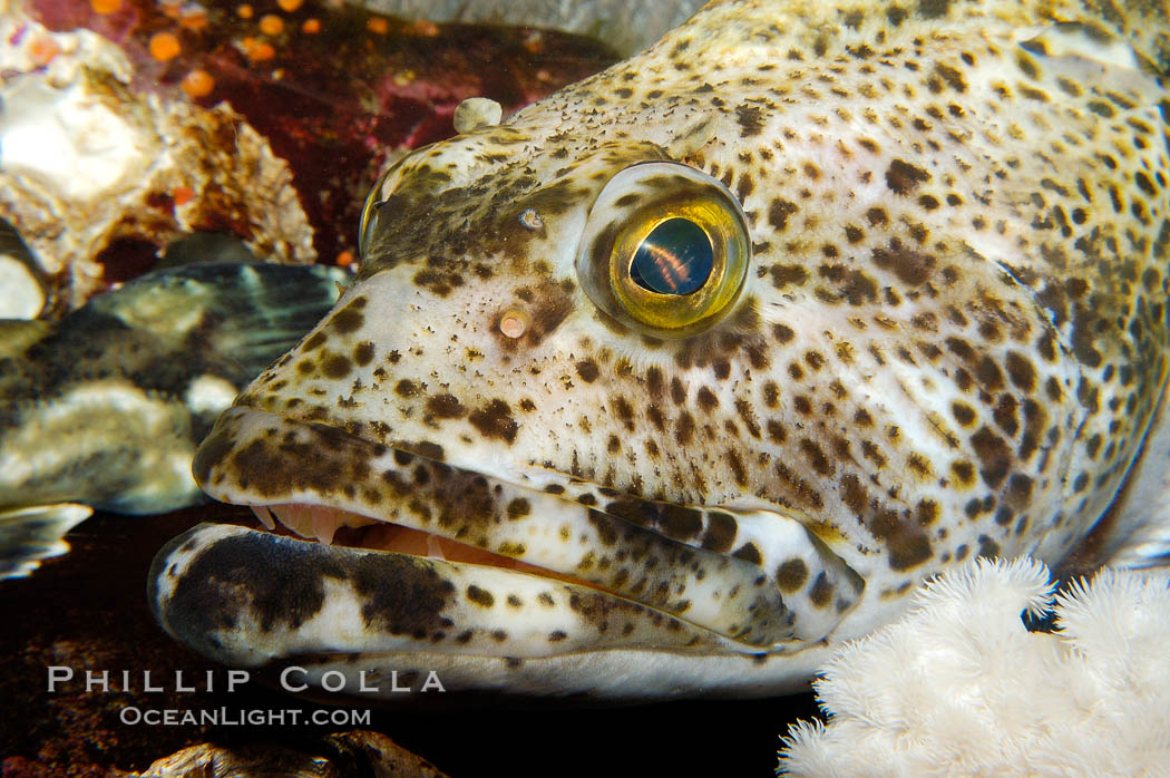 Lingcod, portrait., Ophiodon elongatus, natural history stock photograph, photo id 09837