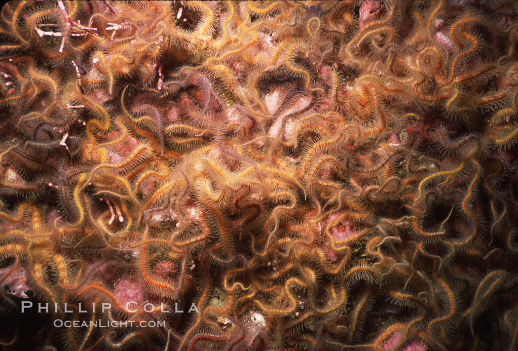 Brittle stars covering rocky reef. Santa Barbara Island, California, USA, Ophiothrix spiculata, natural history stock photograph, photo id 04718