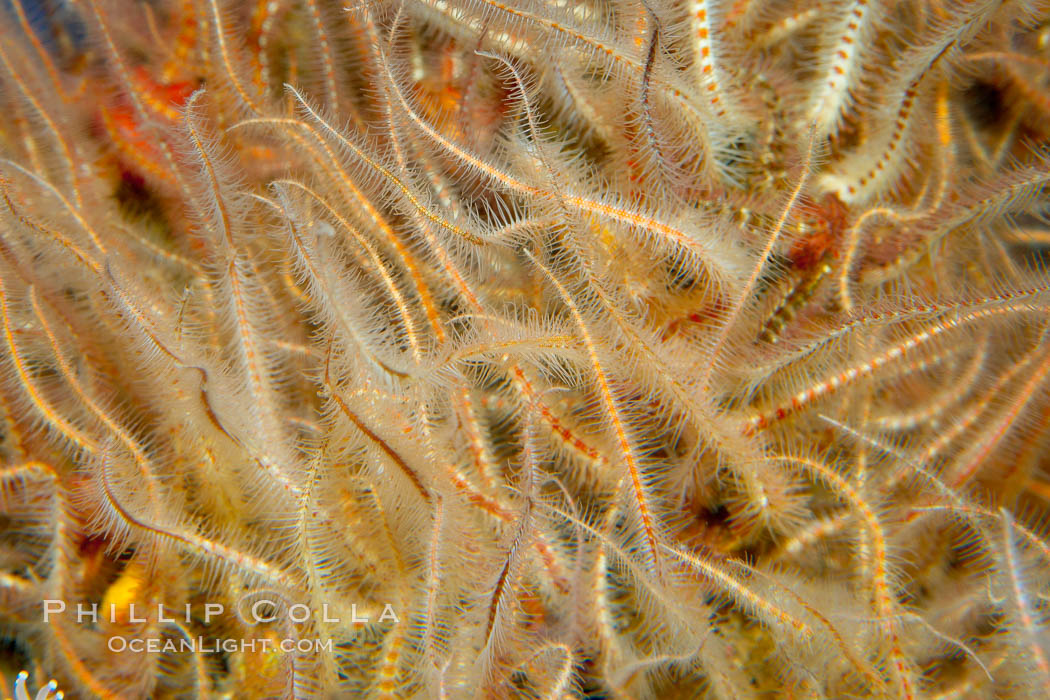 A mass of spiny brittle stars., Ophiothrix spiculata, natural history stock photograph, photo id 14947