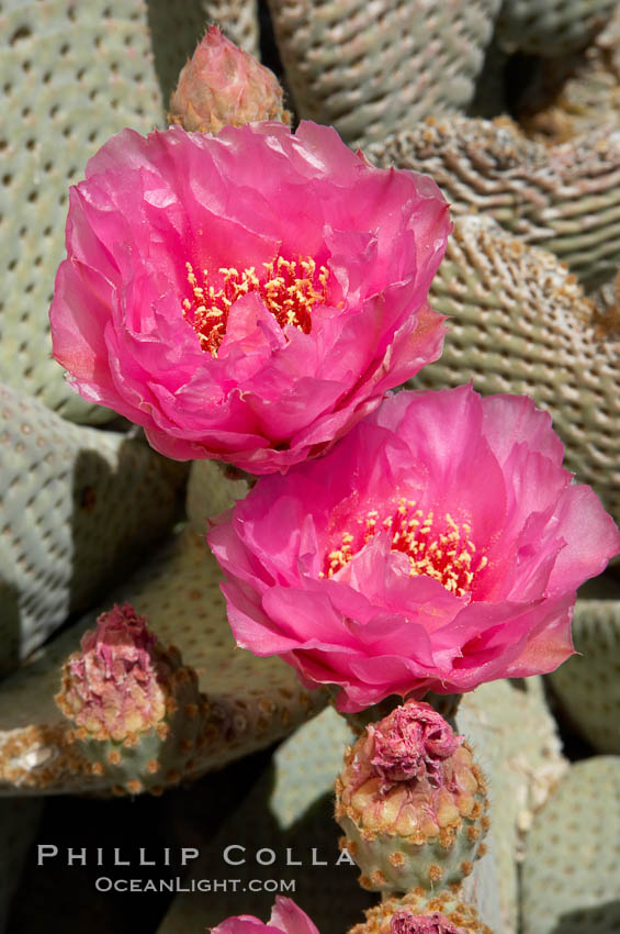 Beavertail cactus blooms in spring. Joshua Tree National Park, California, USA, Opuntia basilaris, natural history stock photograph, photo id 11932