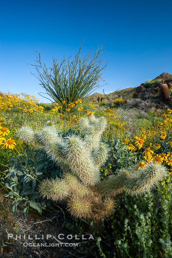 Cholla cactus, brittlebush, ocotillo and various cacti and wildflowers color the sides of Glorietta Canyon.  Heavy winter rains led to a historic springtime bloom in 2005, carpeting the entire desert in vegetation and color for months. Anza-Borrego Desert State Park, Borrego Springs, California, USA, Encelia farinosa, Fouquieria splendens, Opuntia, natural history stock photograph, photo id 10975