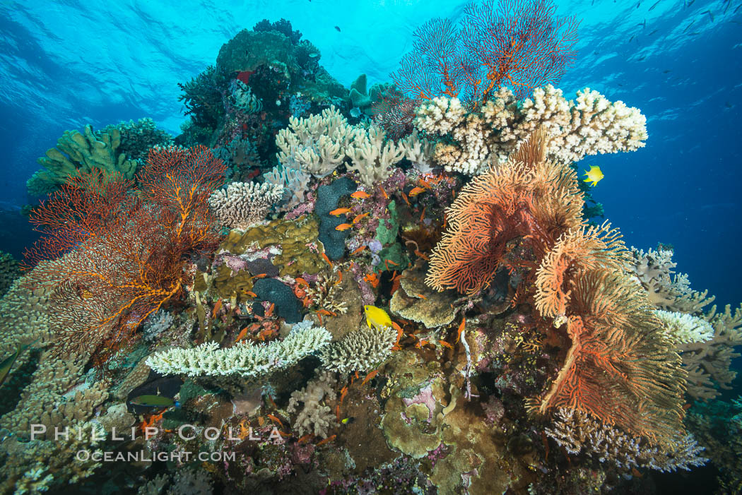 Orange and Yellow Gorgonians with Various Hard Corals, Fiji. Vatu I Ra Passage, Bligh Waters, Viti Levu  Island, Gorgonacea, natural history stock photograph, photo id 31481