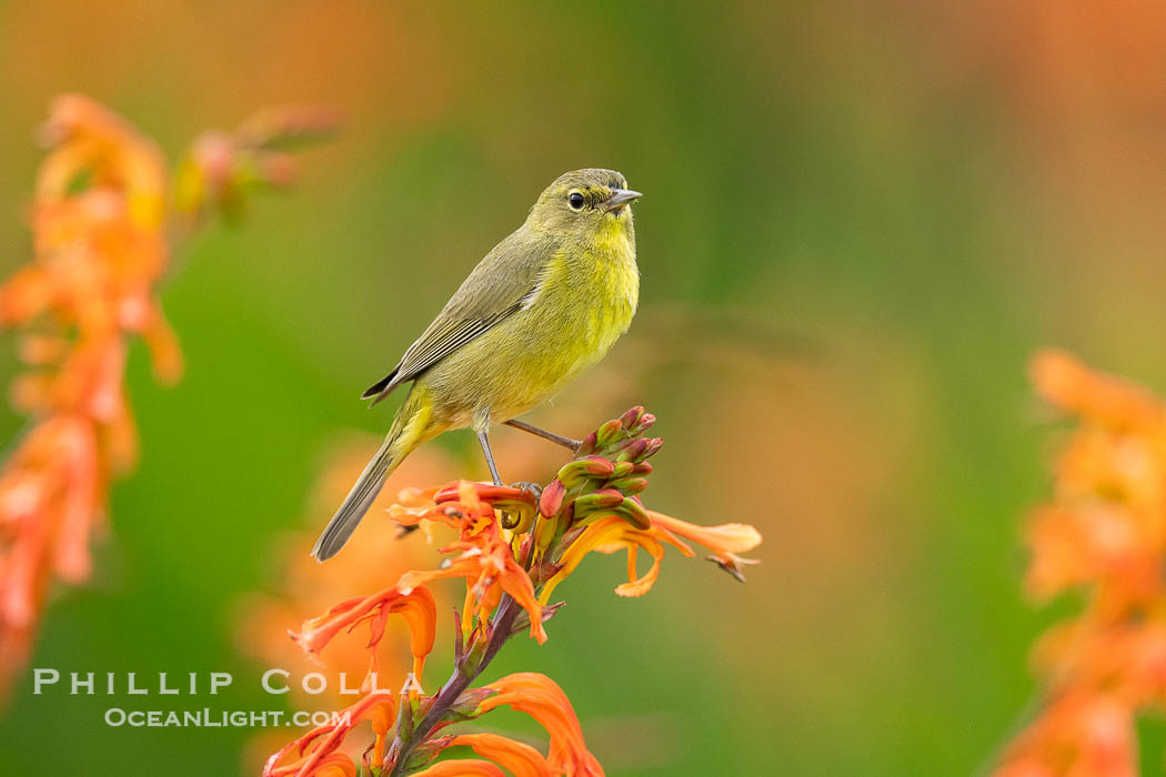 Orange-Crowned Warbler Amid Spring Flowers, Coast Trail, La Jolla., Leiothlypis celata, natural history stock photograph, photo id 40242
