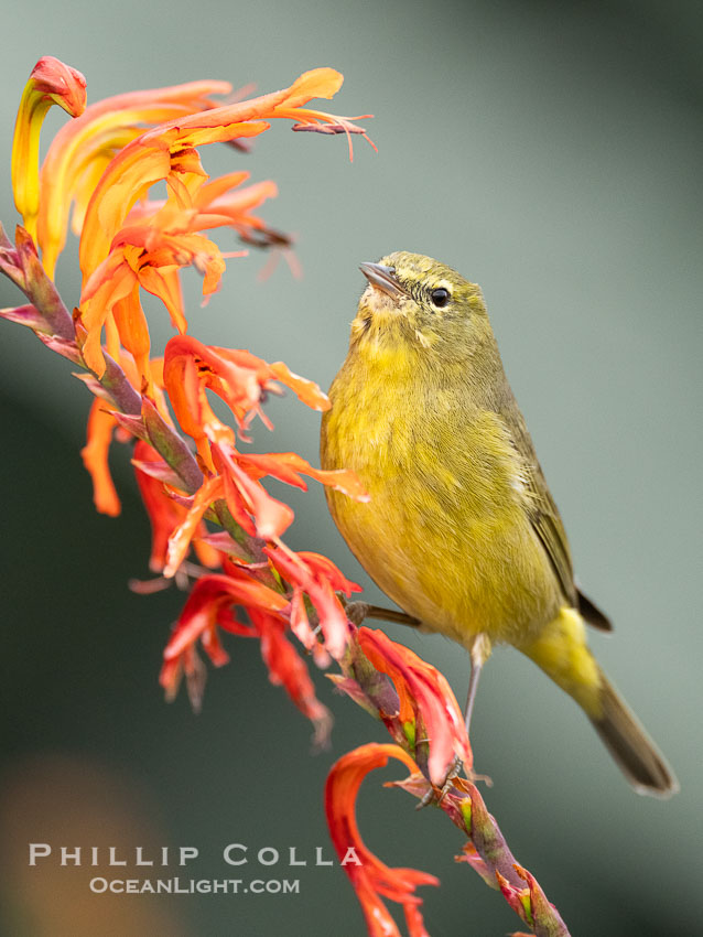 Orange-Crowned Warbler Amid Spring Flowers, Coast Trail, La Jolla. California, USA, Leiothlypis celata, natural history stock photograph, photo id 40246