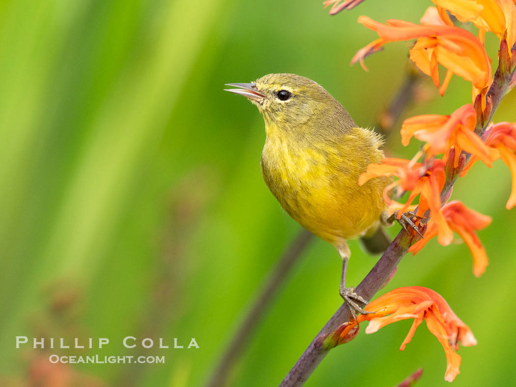 Orange-Crowned Warbler Amid Spring Flowers, Coast Trail, La Jolla. California, USA, Leiothlypis celata, natural history stock photograph, photo id 40250