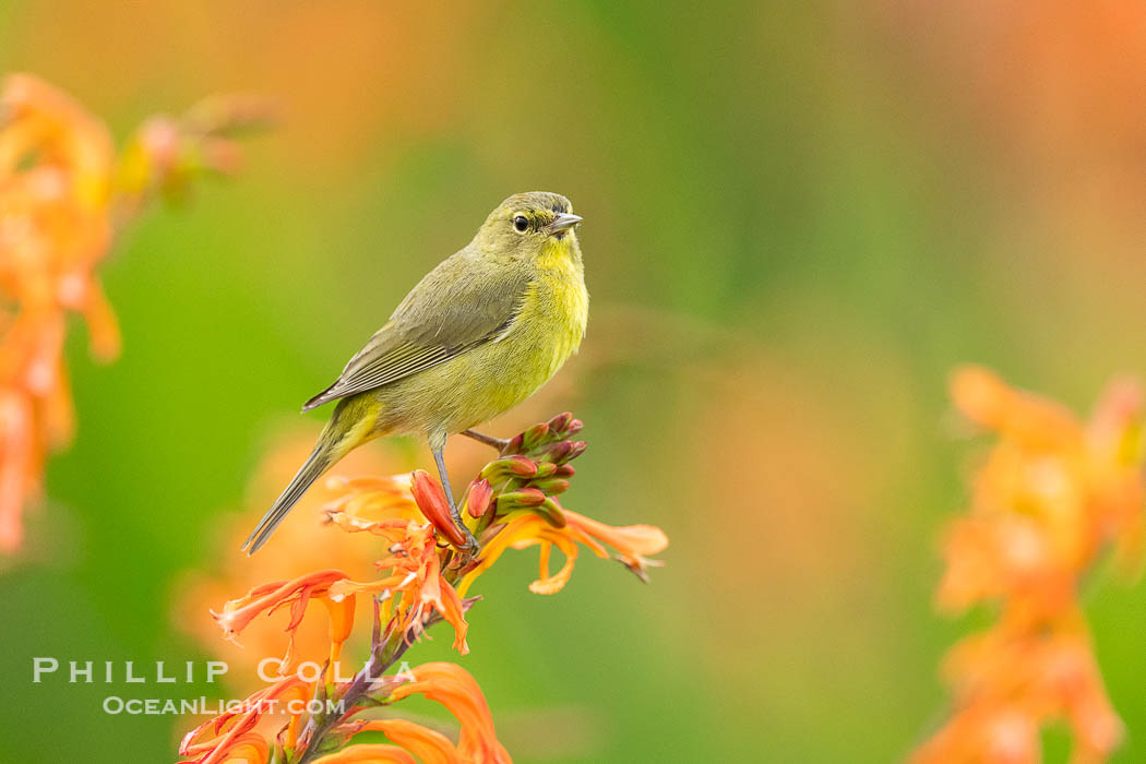 Orange-Crowned Warbler Amid Spring Flowers, Coast Trail, La Jolla. California, USA, Leiothlypis celata, natural history stock photograph, photo id 40244