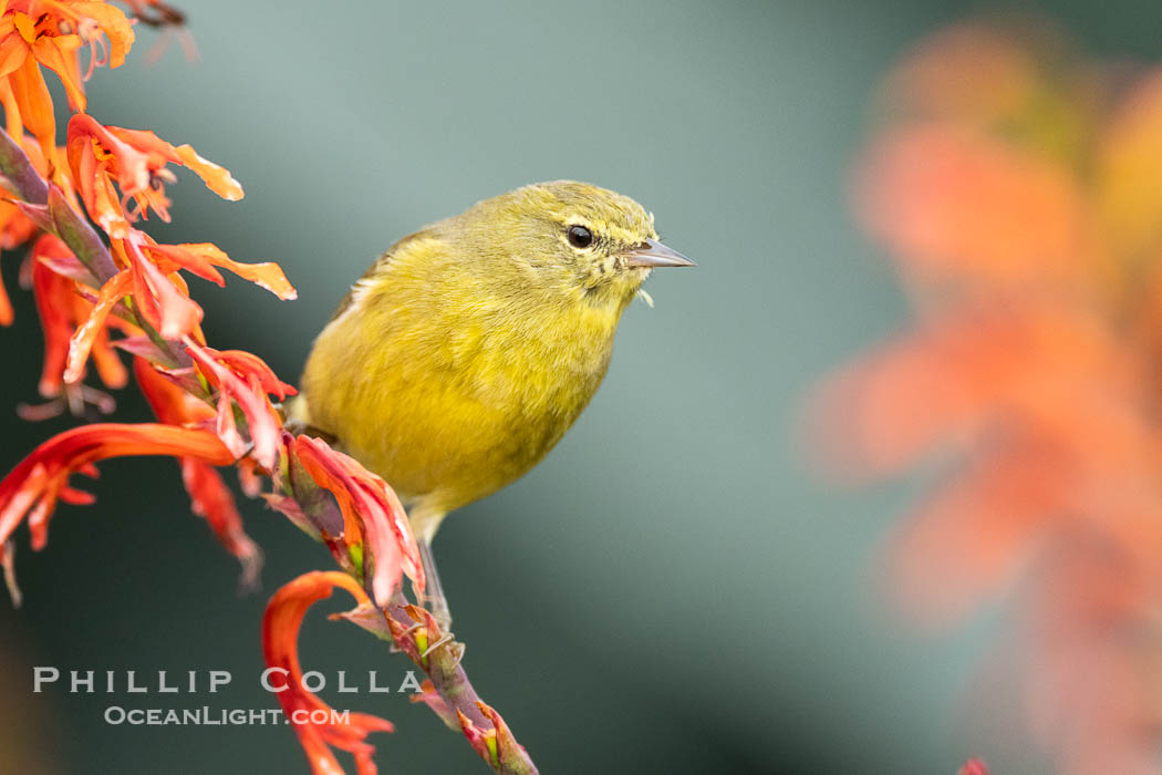 Orange-Crowned Warbler Amid Spring Flowers, Coast Trail, La Jolla. California, USA, Leiothlypis celata, natural history stock photograph, photo id 40248