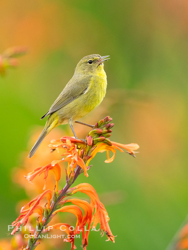 Orange-Crowned Warbler Amid Spring Flowers, Coast Trail, La Jolla. California, USA, Leiothlypis celata, natural history stock photograph, photo id 40243