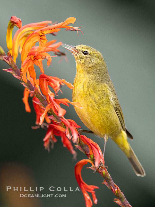 Orange-Crowned Warbler Amid Spring Flowers, Coast Trail, La Jolla. California, USA, Leiothlypis celata, natural history stock photograph, photo id 40247