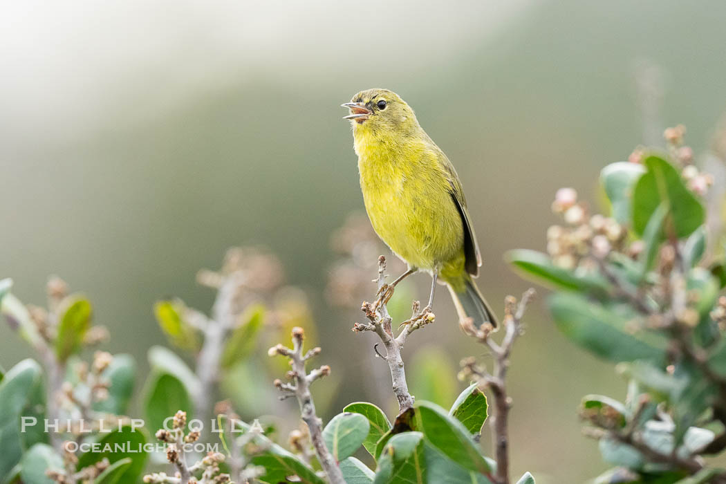 Orange-Crowned Warbler Amid Spring Flowers, Coast Trail, La Jolla. California, USA, Leiothlypis celata, natural history stock photograph, photo id 40245