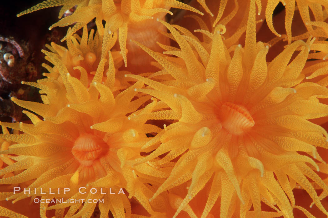 Orange cup coral. Isla Champion, Galapagos Islands, Ecuador, Tubastrea coccinea, natural history stock photograph, photo id 01863