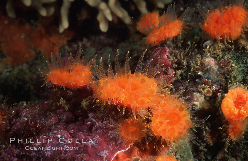 Orange cup coral. Monterey, California, USA, Balanophyllia elegans, natural history stock photograph, photo id 02557