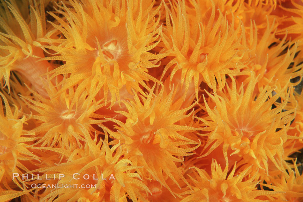 Orange cup coral. Isla Champion, Galapagos Islands, Ecuador, Tubastrea coccinea, natural history stock photograph, photo id 01864