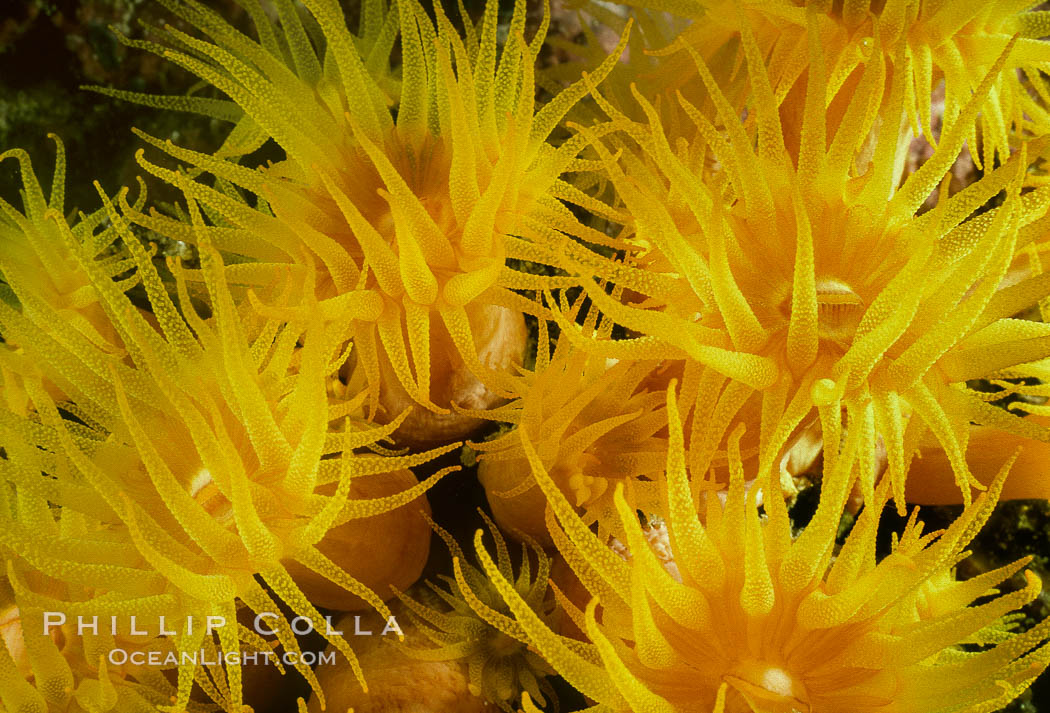 Orange cup coral. Sea of Cortez, La Paz, Baja California, Mexico, Tubastrea coccinea, natural history stock photograph, photo id 00287