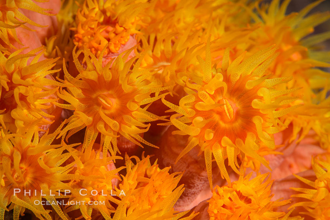 Orange Cup Coral, Tubastrea coccinea, Sea of Cortez, Mexico. Isla Espiritu Santo, Baja California, Tubastrea coccinea, natural history stock photograph, photo id 33798