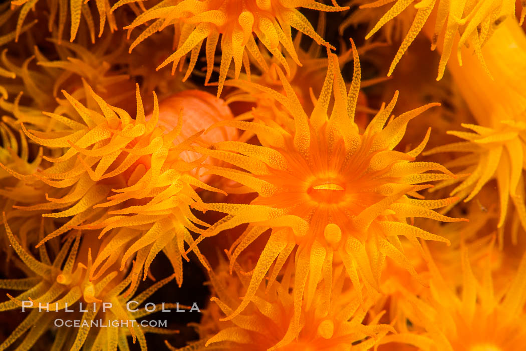 Orange Cup Coral, Tubastrea coccinea, Sea of Cortez, Mexico. Isla Espiritu Santo, Baja California, Tubastrea coccinea, natural history stock photograph, photo id 33806