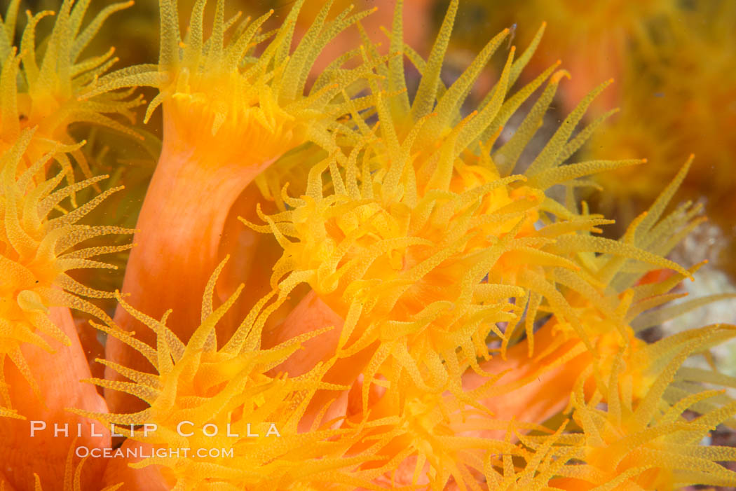 Orange Cup Coral, Tubastrea coccinea, Sea of Cortez, Mexico. Isla Cayo, Baja California, Tubastrea coccinea, natural history stock photograph, photo id 33764