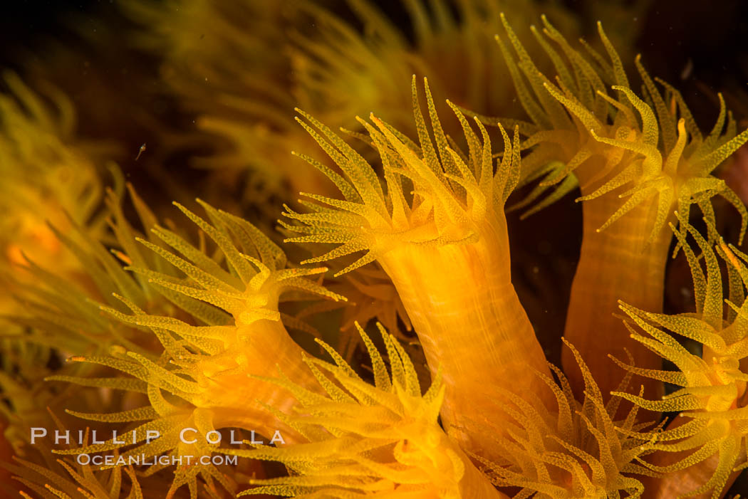 Orange Cup Coral, Tubastrea coccinea, Sea of Cortez, Mexico. Isla Espiritu Santo, Baja California, Tubastrea coccinea, natural history stock photograph, photo id 33816