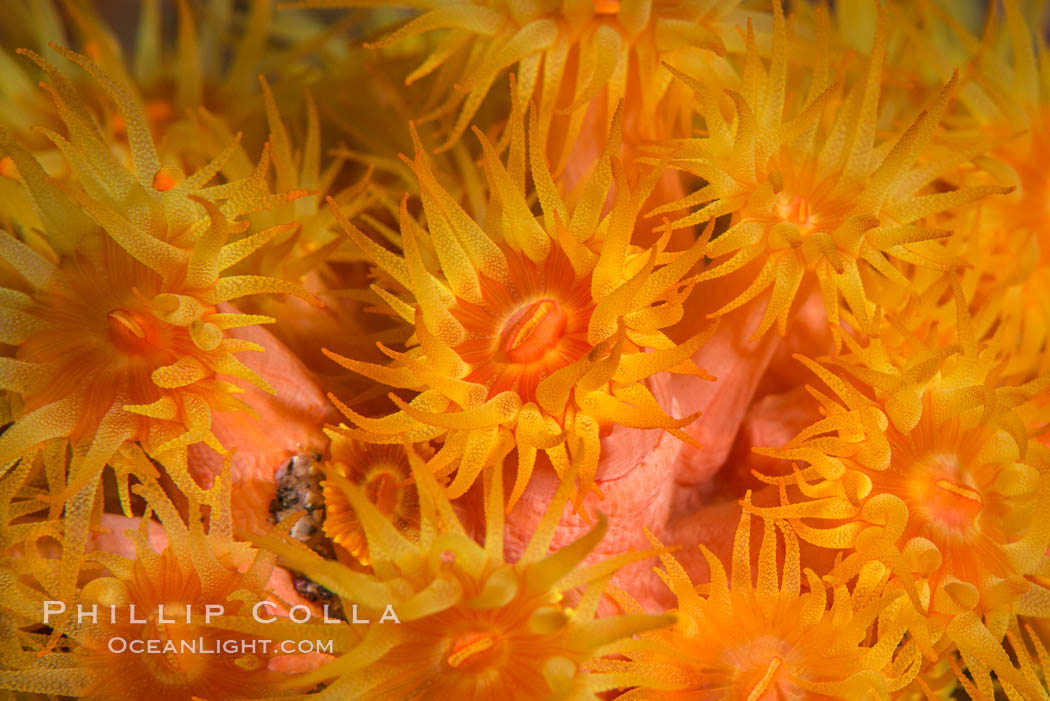Orange Cup Coral, Tubastrea coccinea, Sea of Cortez, Mexico. Isla Espiritu Santo, Baja California, Tubastrea coccinea, natural history stock photograph, photo id 33803