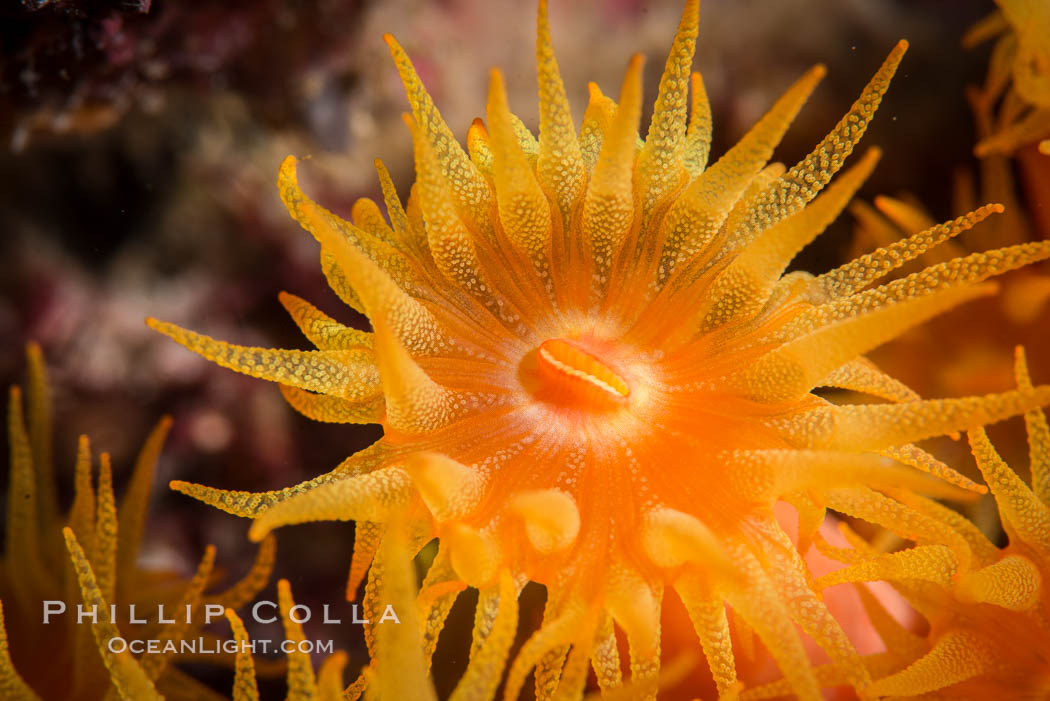 Orange Cup Coral, Tubastrea coccinea, Sea of Cortez, Mexico. Isla Espiritu Santo, Baja California, Tubastrea coccinea, natural history stock photograph, photo id 33811